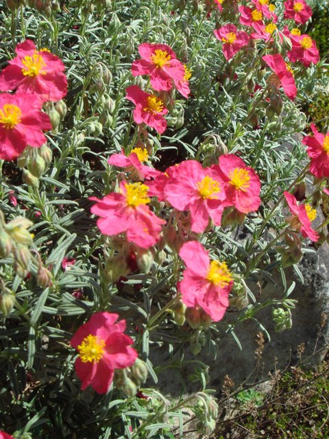 Helianthemum hybride fleur